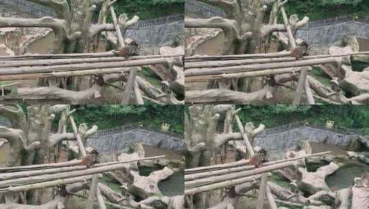 碧峰峡野生动物园看动物高清在线视频素材下载