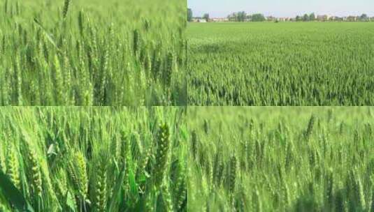 小麦灌浆期 灌浆期的小麦 小麦特写 麦穗高清在线视频素材下载
