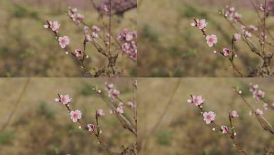 春天阳光下盛开的桃花高清在线视频素材下载