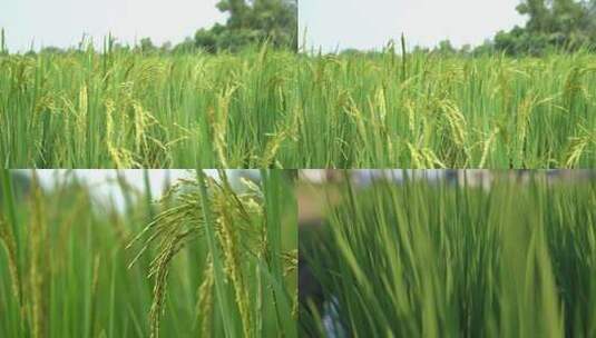 农田 水稻 稻穗 稻花 丰收 水稻生长高清在线视频素材下载