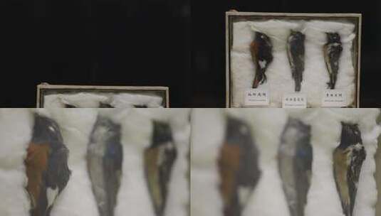 h蛇岛自然博物馆鸟类标本高清在线视频素材下载