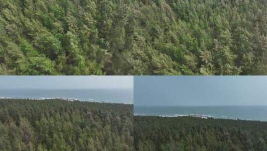 海边森林高清在线视频素材下载