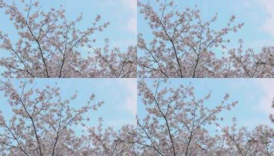 樱花空镜-天空背景-18高清在线视频素材下载
