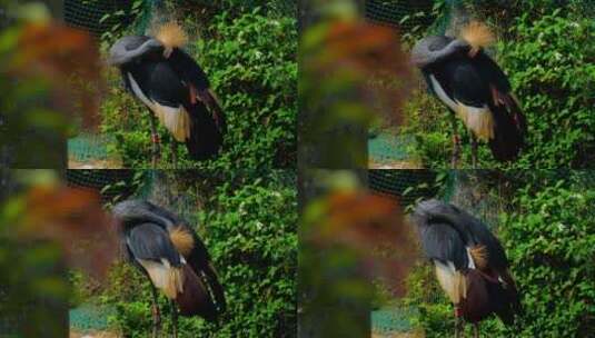 灰冠鹤 非洲冠鹤高清在线视频素材下载