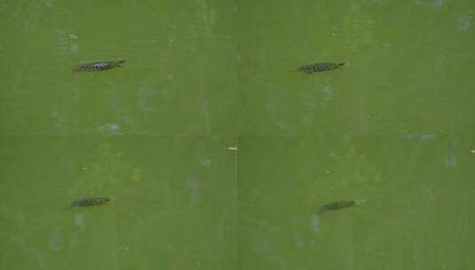 池塘乌龟游泳高清在线视频素材下载