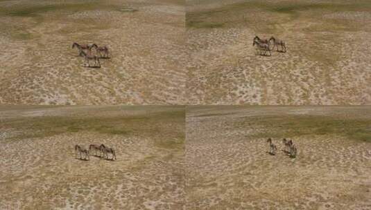 西藏阿里藏野驴高清在线视频素材下载