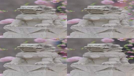 故宫御花园的石狮子樱花盛开高清在线视频素材下载