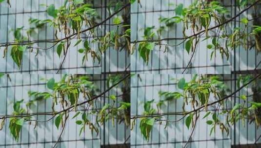 墙壁树木绿叶空镜高清在线视频素材下载