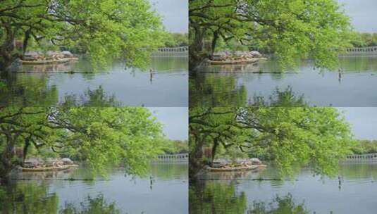 春天杭州花港观鱼阴雨天小船绿色自然高清在线视频素材下载