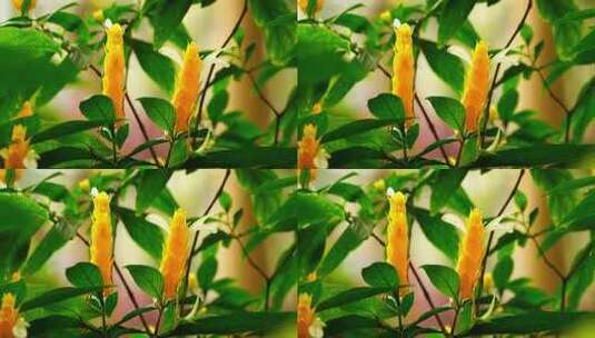 植物鲜花金苞花H高清在线视频素材下载