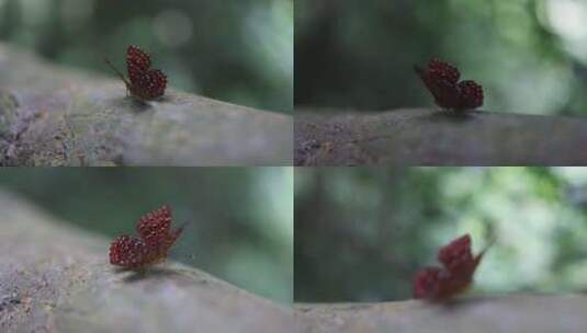 Z 4K 蝴蝶 红色蝴蝶 动物 昆虫 扇动翅膀高清在线视频素材下载