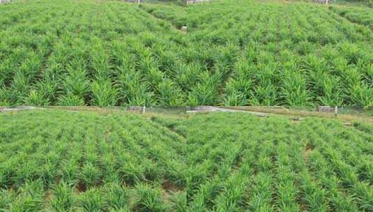 姜地航拍生姜种植农产品姜绿色植物丰收高清在线视频素材下载
