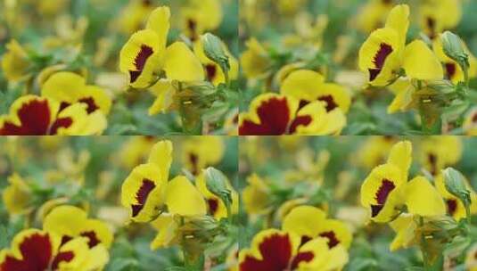 黄色鲜花绽放高清在线视频素材下载