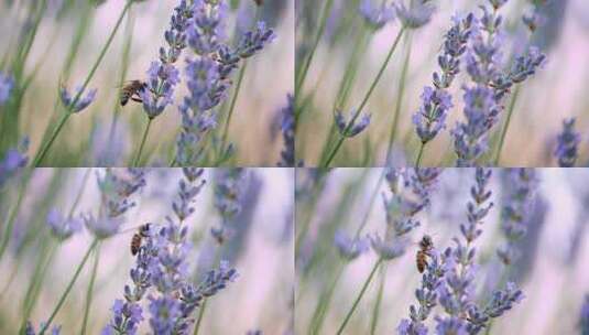 薰衣草地里的蜜蜂高清在线视频素材下载