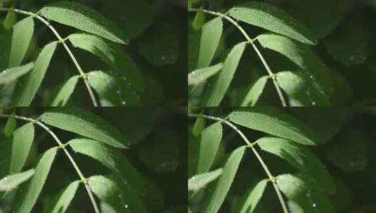 树叶上晶莹剔透的露珠高清在线视频素材下载