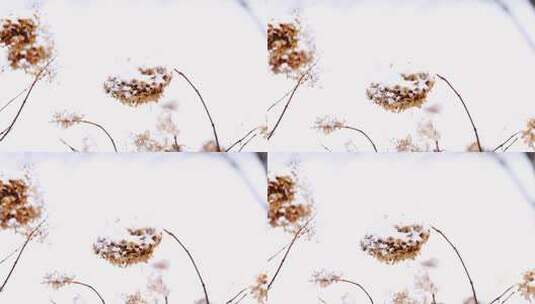 冬天堆满白色积雪的绣球花枯枝高清在线视频素材下载