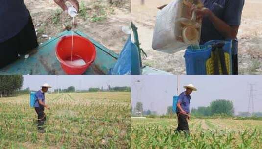 农民打农药玉米田虫害防治灭草剂除草高清在线视频素材下载