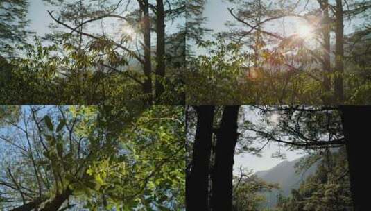 绿色森林植被阳光高清在线视频素材下载