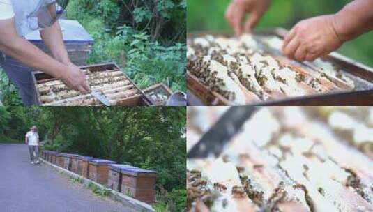 养蜂人 蜜蜂高清在线视频素材下载
