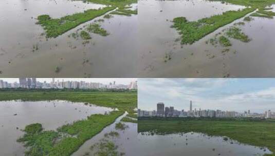 4K航拍深圳福田红树林湿地保护区高清在线视频素材下载