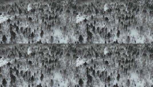 吉林长白山雪岭森林冬季自然风光航拍高清在线视频素材下载