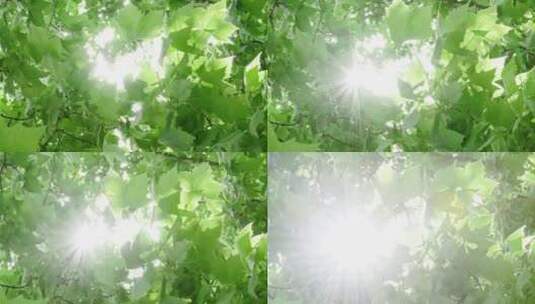 逆光梧桐树，时光，唯美光芒，唯美树叶4K高清在线视频素材下载