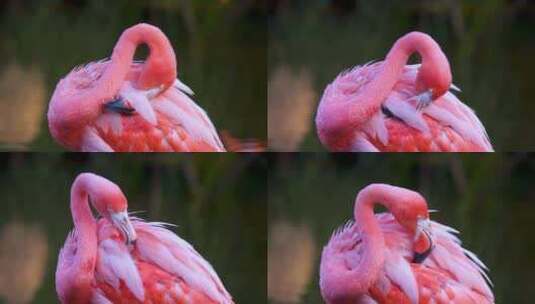 一只红粉色美国火烈鸟的特写镜头，它在大自然中用喙仔细梳理羽毛高清在线视频素材下载