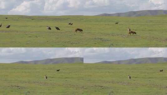 A1兀鹫、野生动物、草原、生态高清在线视频素材下载