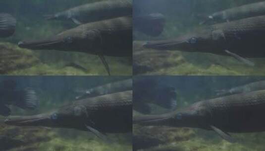 海底世界  鱼  巨古鱼高清在线视频素材下载
