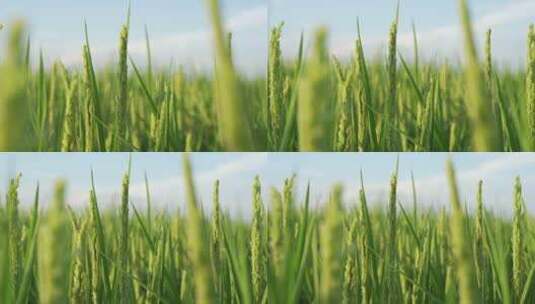 夏天水稻空镜高清在线视频素材下载