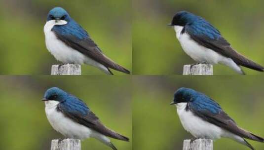 蓝白相间的小鸟高清在线视频素材下载