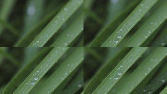 叶子上的露珠水珠雨珠特写高清在线视频素材下载