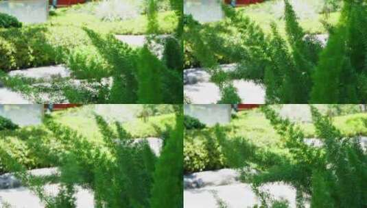 夏日唯美逆光绿色植物高清在线视频素材下载