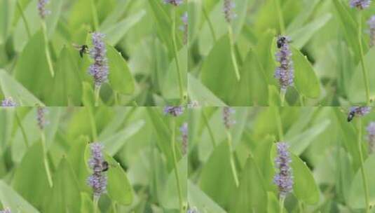 蜜蜂在梭鱼草上采蜜高清在线视频素材下载