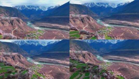 航拍西藏林芝雪山脚下桃花林峡谷河流高清在线视频素材下载