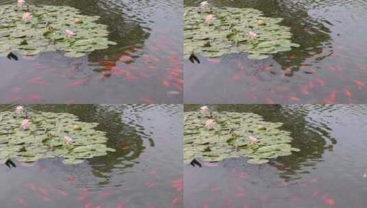 池塘 锦鲤高清在线视频素材下载