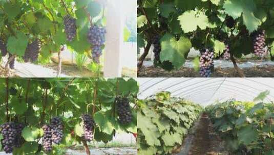 2887 葡萄葡萄种植园 新疆葡萄高清在线视频素材下载