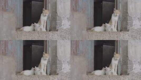 猫妈妈在哺乳小猫高清在线视频素材下载
