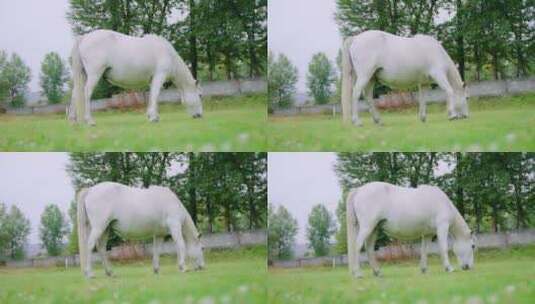 农场放牧白马吃草高清在线视频素材下载