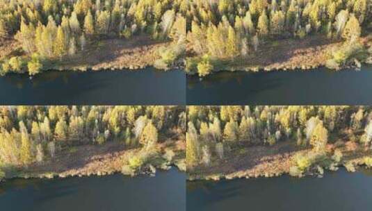 航拍秋天森林河岸白桦林风景高清在线视频素材下载