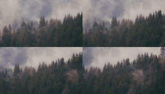 云雾中的森林高清在线视频素材下载