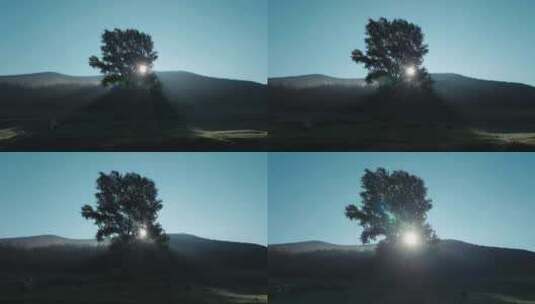 阳光下逆光的参天大树高清在线视频素材下载