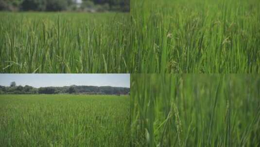田园稻田丰收 绿色农业乡村水稻实拍高清在线视频素材下载