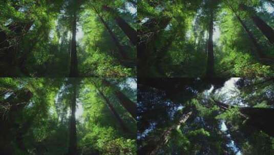 树木 森林高清在线视频素材下载