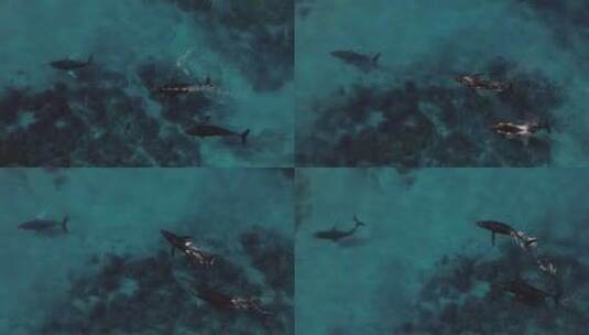 航拍在礁石区换气的鲸鱼高清在线视频素材下载