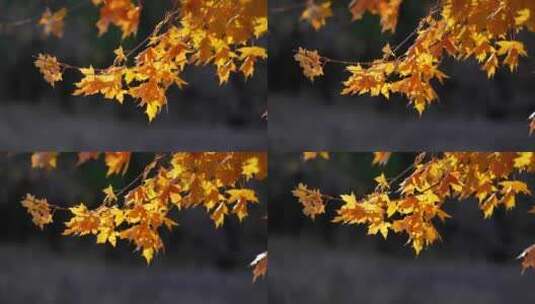 风中摇摆的枫叶高清在线视频素材下载