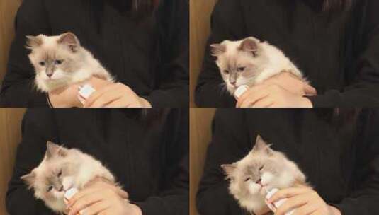 怀抱里的小猫咪高清在线视频素材下载