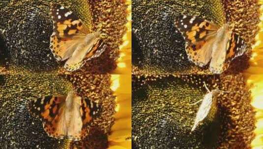 蝴蝶素材 蝴蝶 昆虫 植物高清在线视频素材下载