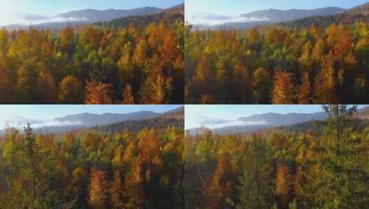 秋天森林航拍高清在线视频素材下载