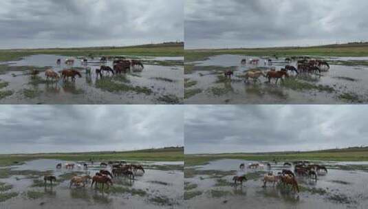 航拍呼伦贝尔秋天的草原马群318高清在线视频素材下载